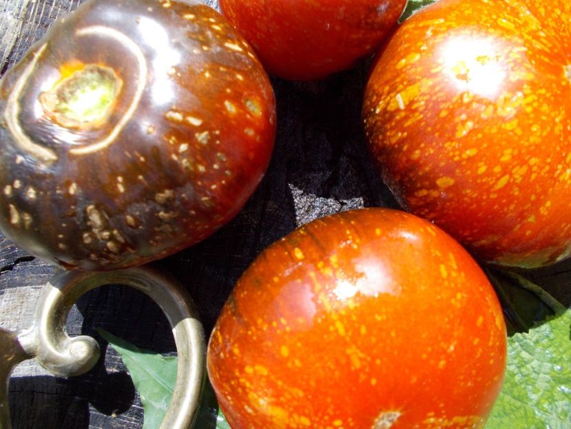  - SEMINTE ROSII - T 586 BLUE FIRE