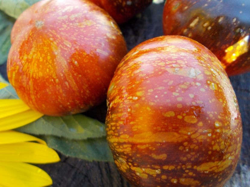  - SEMINTE ROSII - T 586 BLUE FIRE