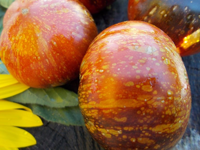  - SEMINTE ROSII - T 586 BLUE FIRE