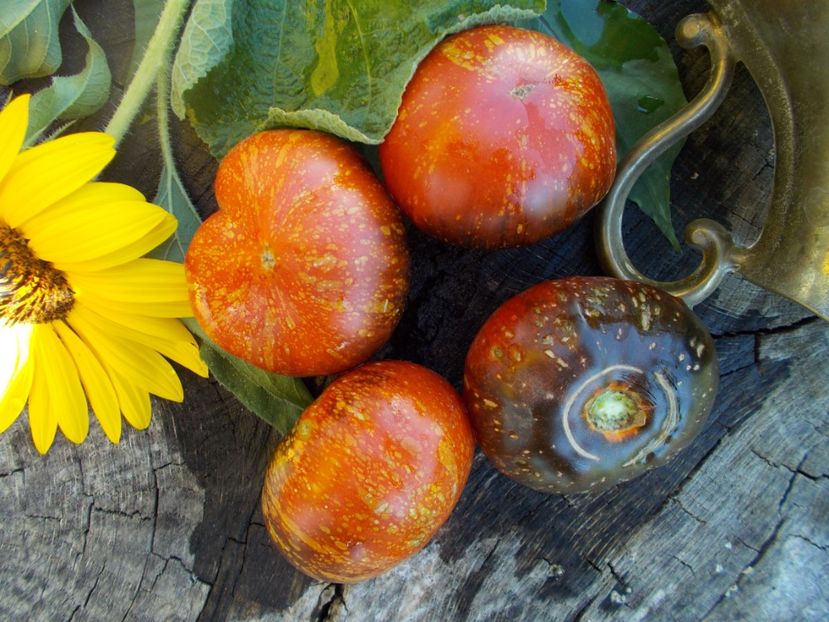  - SEMINTE ROSII - T 586 BLUE FIRE