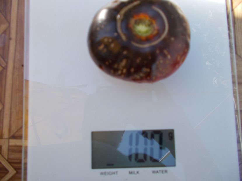  - SEMINTE ROSII - T 586 BLUE FIRE