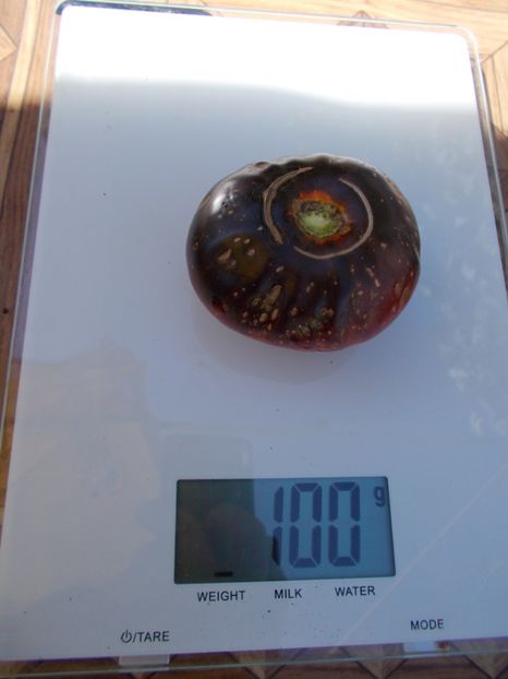  - SEMINTE ROSII - T 586 BLUE FIRE