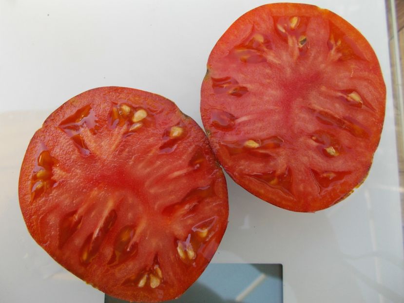  - SEMINTE ROSII - T 586 BLUE FIRE