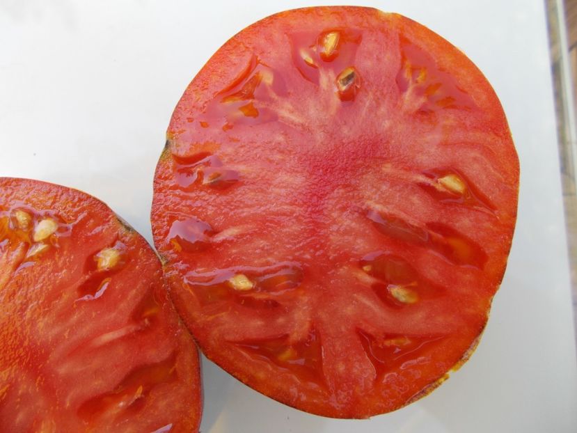  - SEMINTE ROSII - T 586 BLUE FIRE