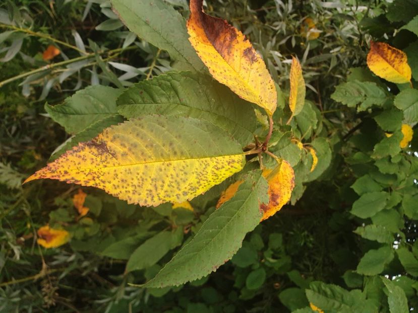  - - O - Fotografii x