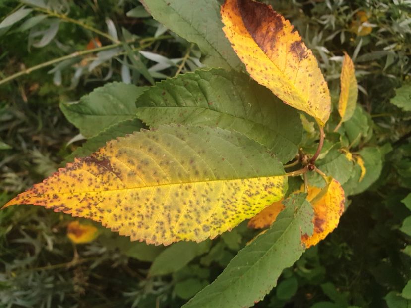  - - O - Fotografii x