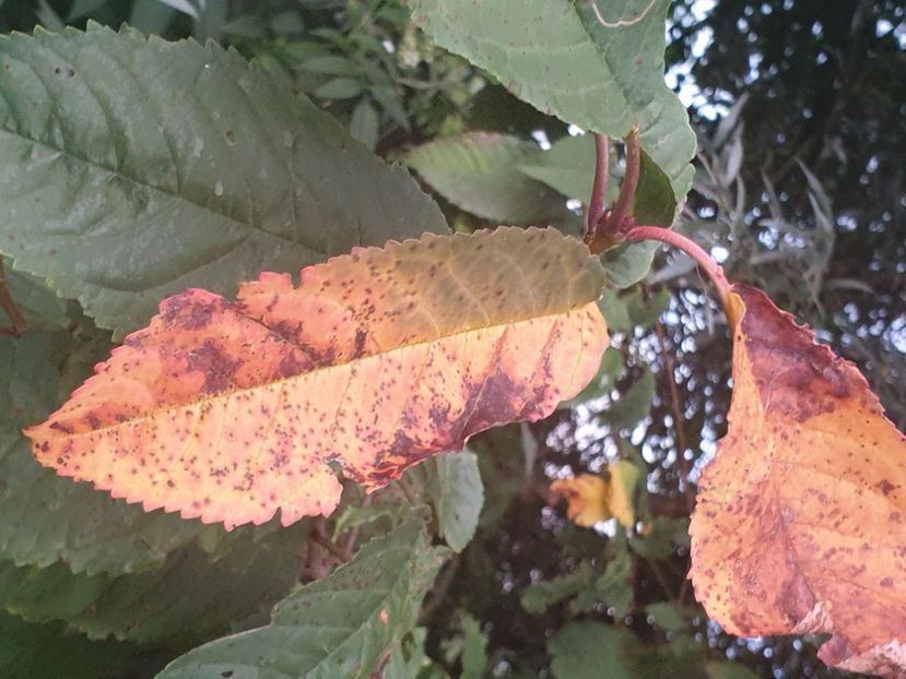  - - O - Fotografii x