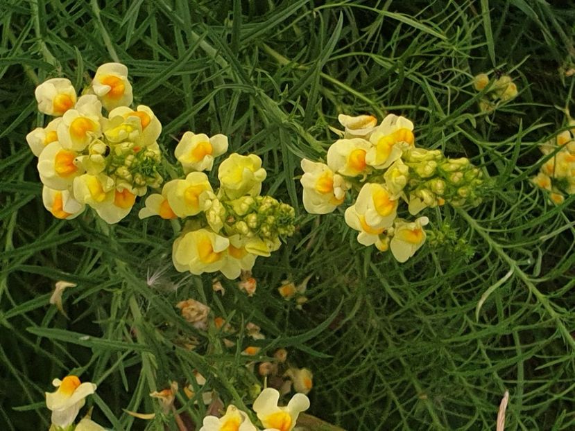  - - O - Fotografii x