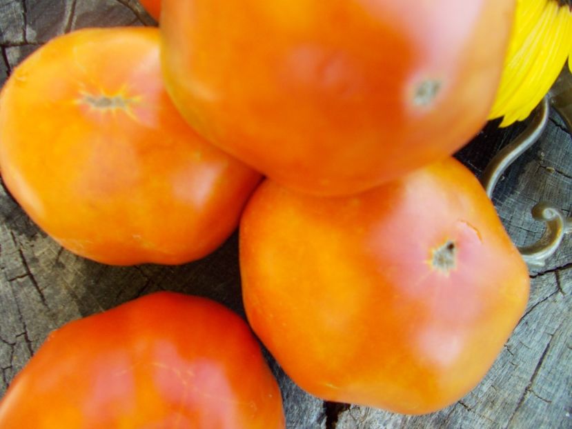  - SEMINTE ROSII - T 628 VASYA VASILEK