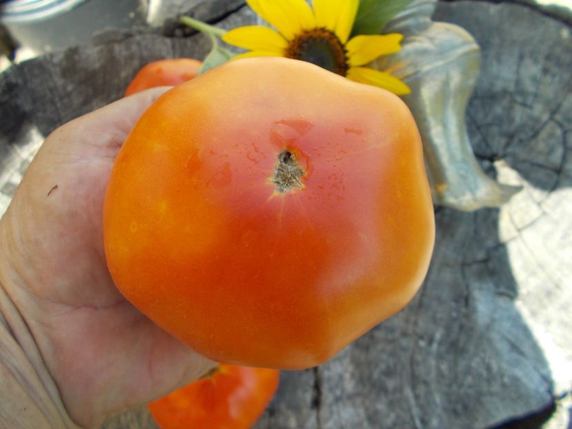  - SEMINTE ROSII - T 628 VASYA VASILEK