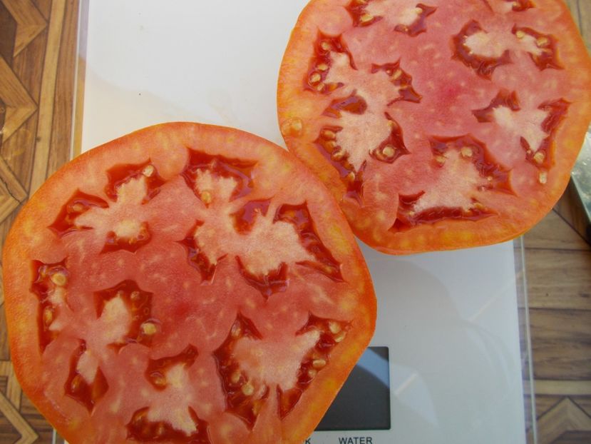  - SEMINTE ROSII - T 628 VASYA VASILEK