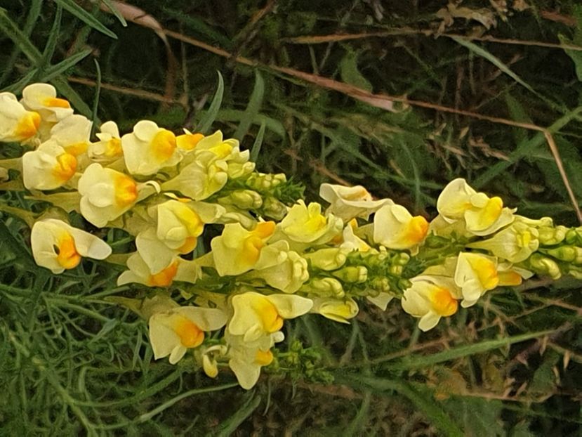  - - O - Fotografii x