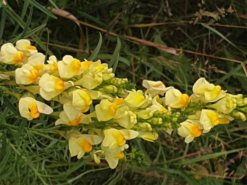  - - O - Fotografii x