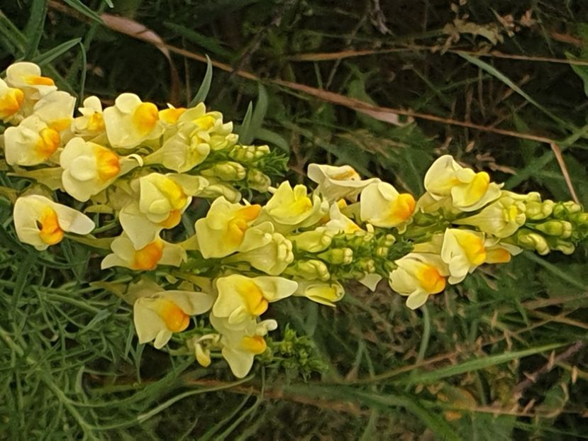  - - O - Fotografii x