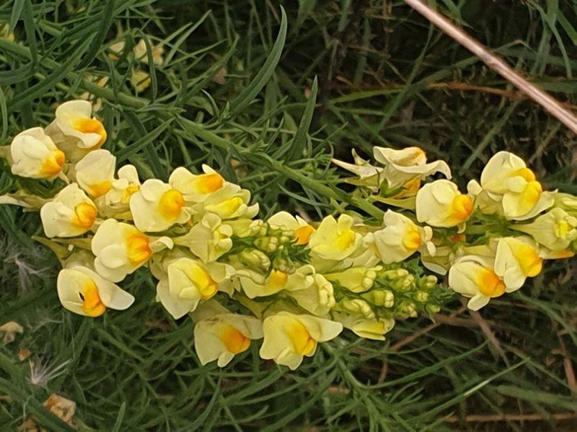  - - O - Fotografii x