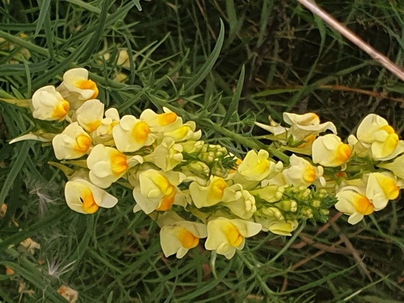  - - O - Fotografii x