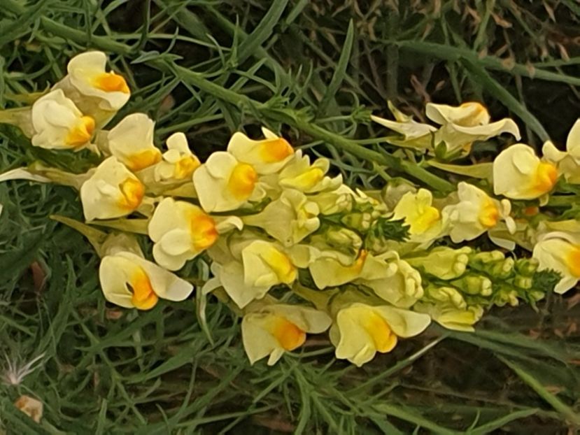  - - O - Fotografii x