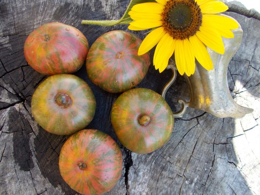  - SEMINTE ROSII - T 485 JARSON 26