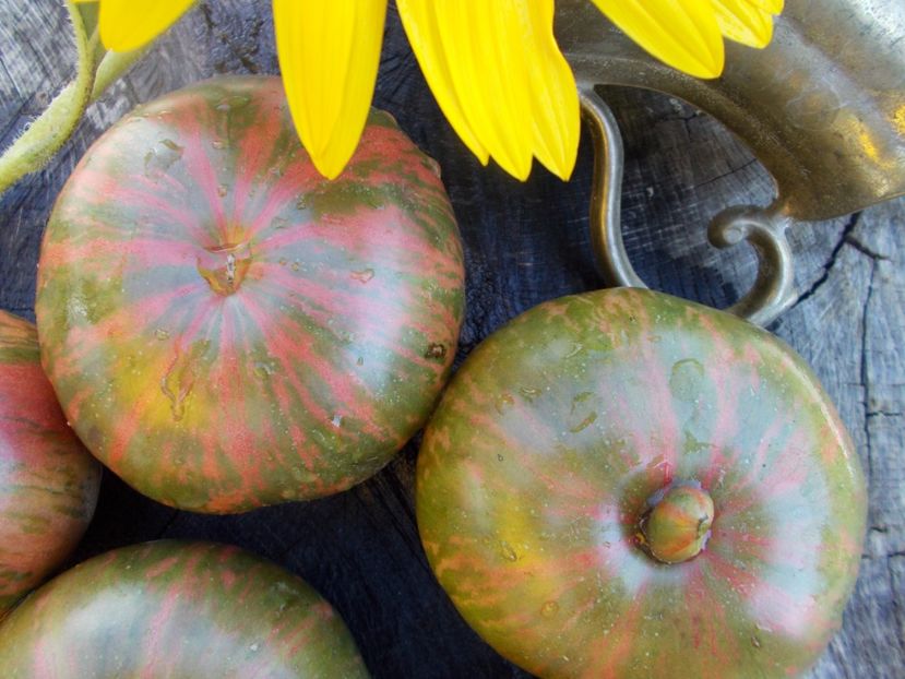  - SEMINTE ROSII - T 485 JARSON 26