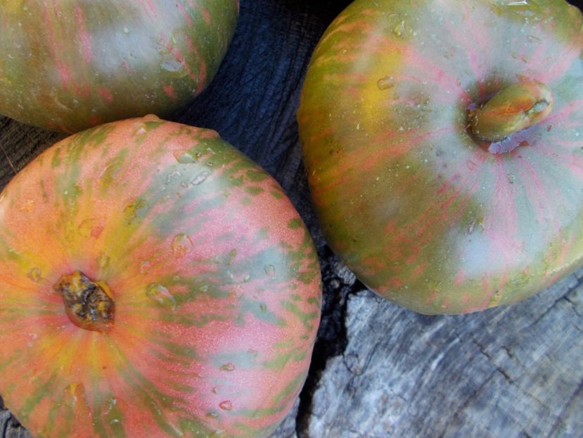  - SEMINTE ROSII - T 485 JARSON 26