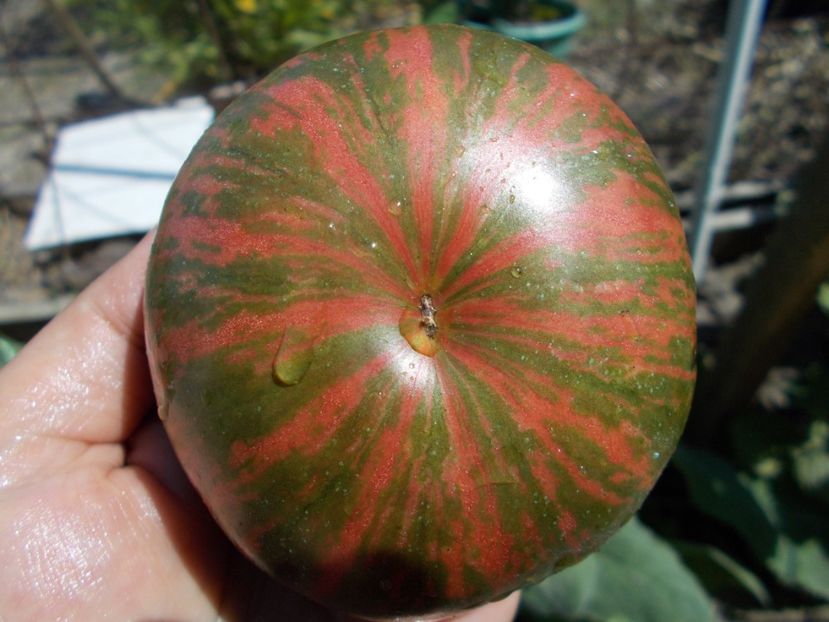  - SEMINTE ROSII - T 485 JARSON 26