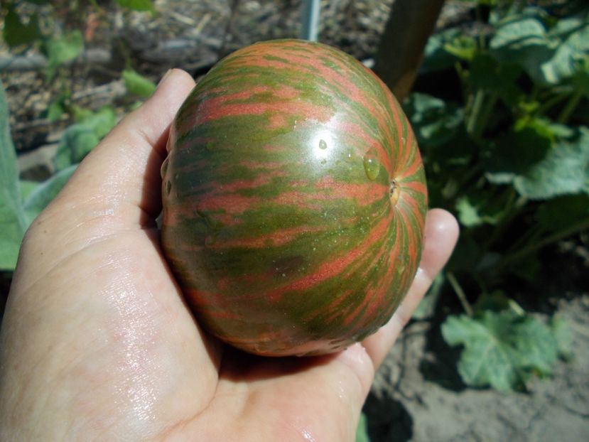  - SEMINTE ROSII - T 485 JARSON 26