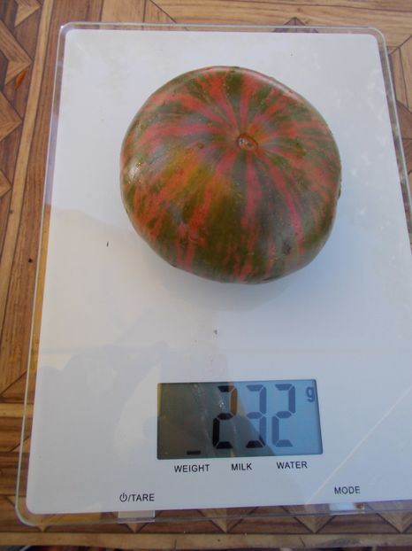  - SEMINTE ROSII - T 485 JARSON 26