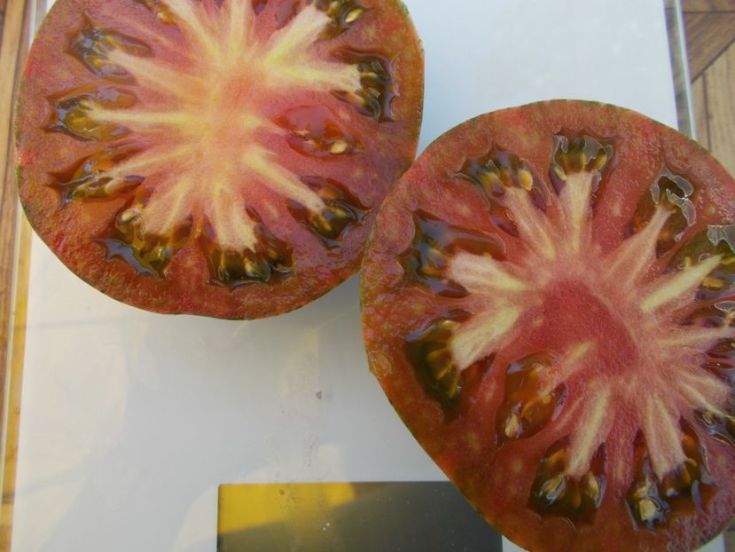  - SEMINTE ROSII - T 485 JARSON 26