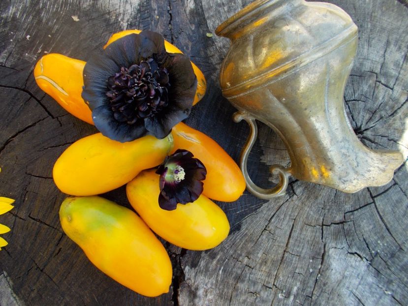  - SEMINTE ROSII - T 622 PERTSEVIDNYY ZHELTYY