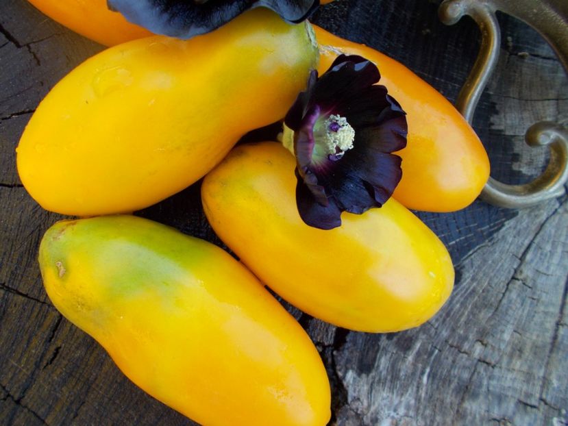  - SEMINTE ROSII - T 622 PERTSEVIDNYY ZHELTYY