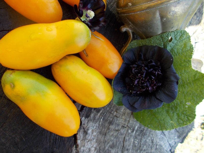  - SEMINTE ROSII - T 622 PERTSEVIDNYY ZHELTYY