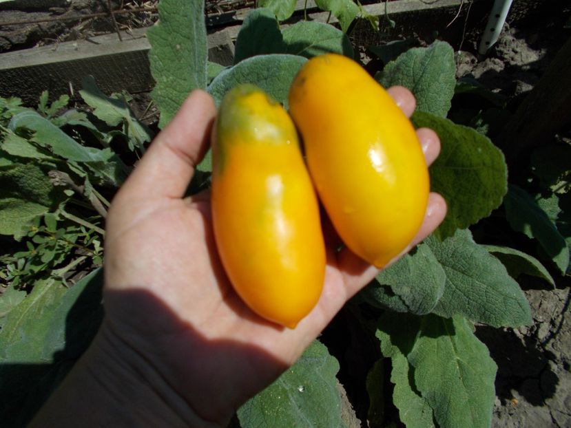  - SEMINTE ROSII - T 622 PERTSEVIDNYY ZHELTYY