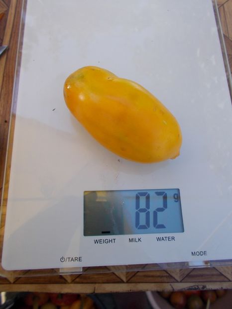  - SEMINTE ROSII - T 622 PERTSEVIDNYY ZHELTYY