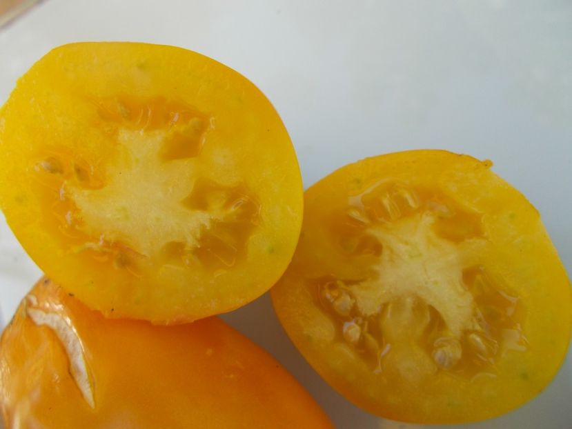  - SEMINTE ROSII - T 622 PERTSEVIDNYY ZHELTYY