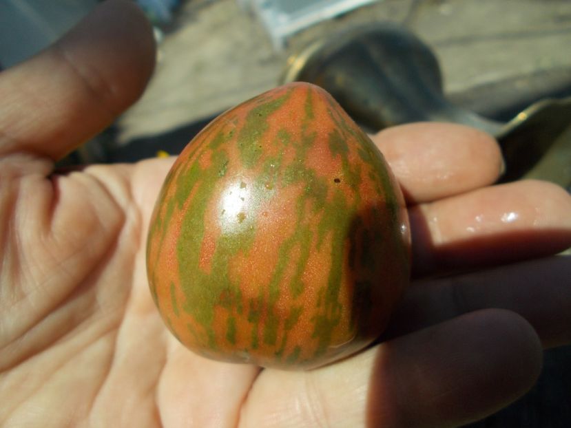  - SEMINTE ROSII - T 510 SAILOR S LUCK