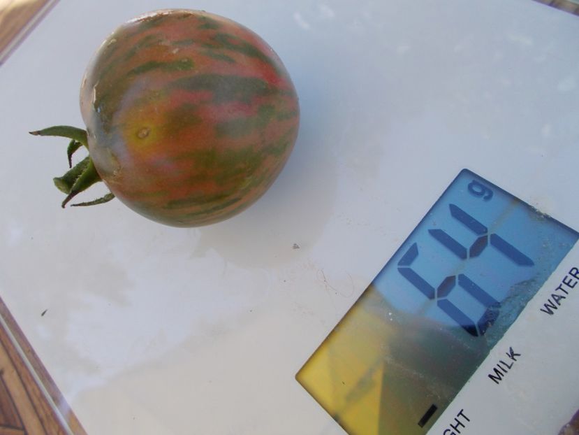  - SEMINTE ROSII - T 510 SAILOR S LUCK