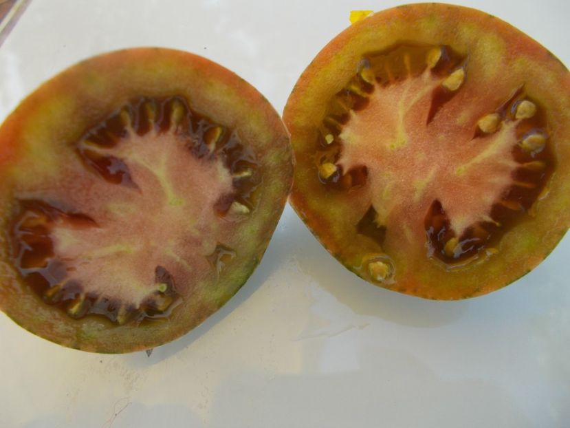  - SEMINTE ROSII - T 510 SAILOR S LUCK