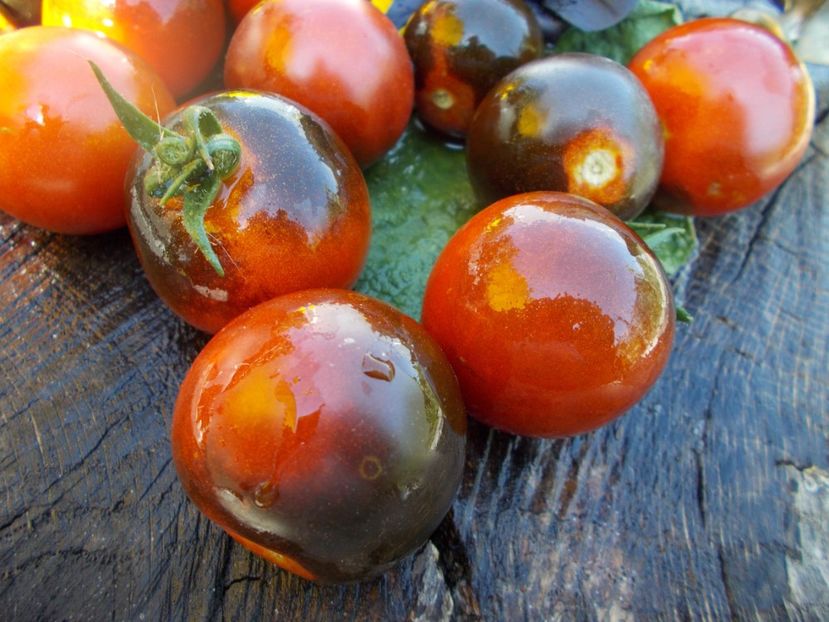  - SEMINTE ROSII - T 591 FAHRENHEIT BLUES