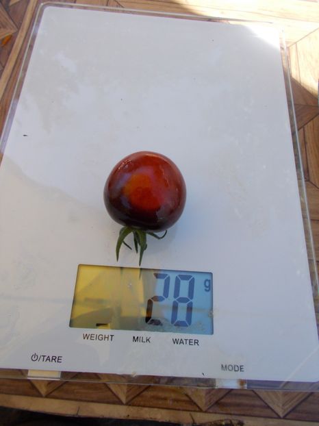  - SEMINTE ROSII - T 591 FAHRENHEIT BLUES