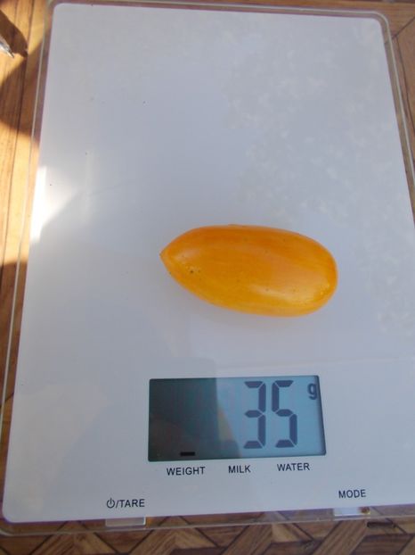  - SEMINTE ROSII - T 593 YELLOW TIGER