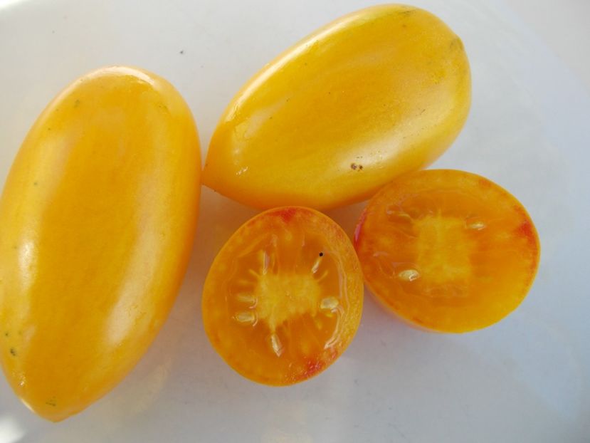  - SEMINTE ROSII - T 593 YELLOW TIGER