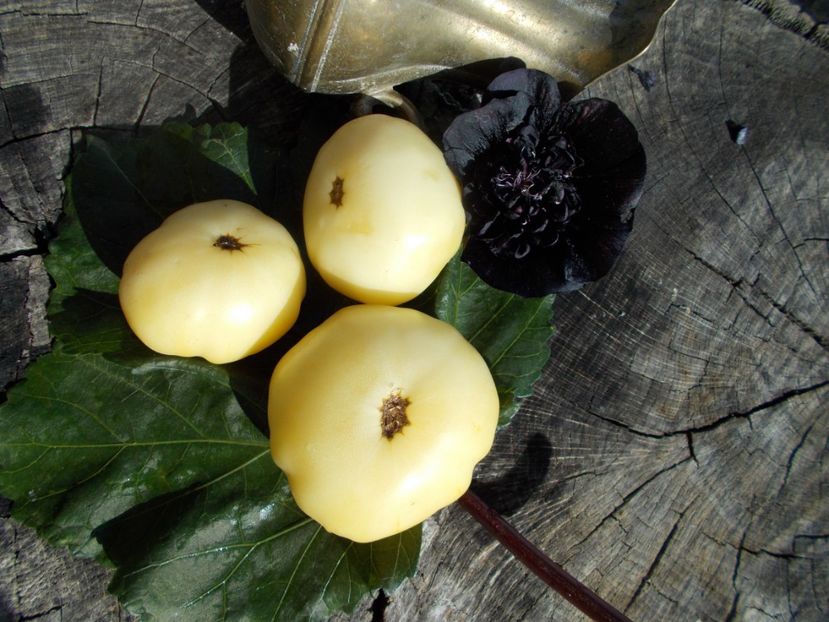  - SEMINTE ROSII - T 613 CHEROKEE WHITE