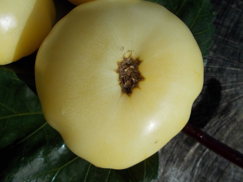  - SEMINTE ROSII - T 613 CHEROKEE WHITE