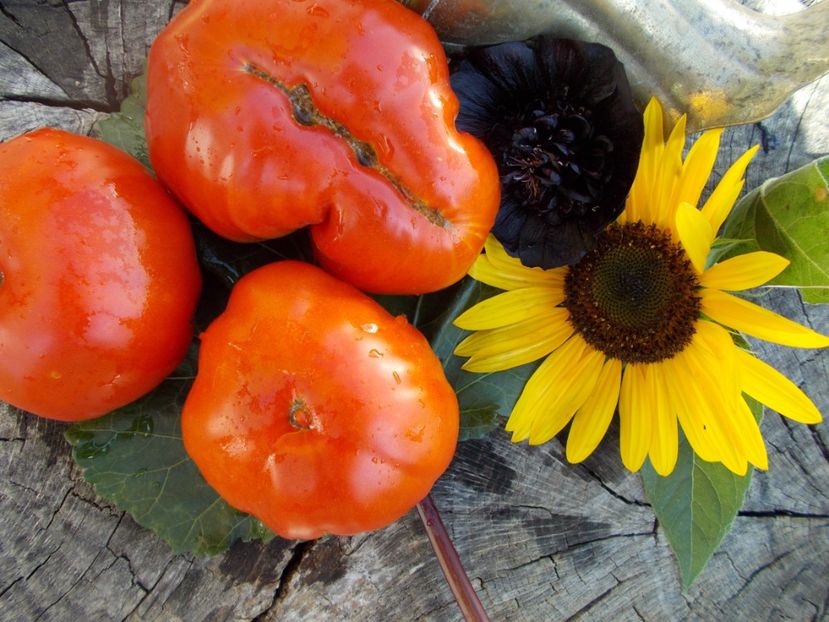  - SEMINTE ROSII - T 538 KHOKHOL GIGANT