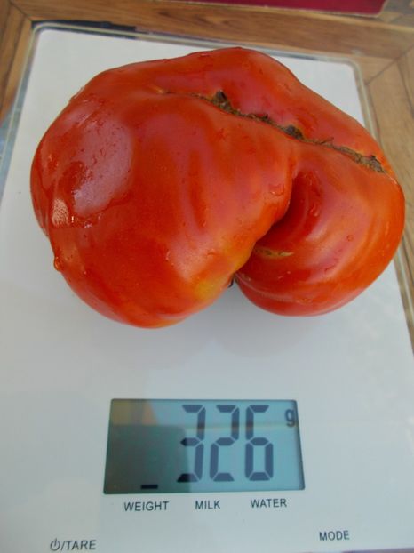  - SEMINTE ROSII - T 538 KHOKHOL GIGANT