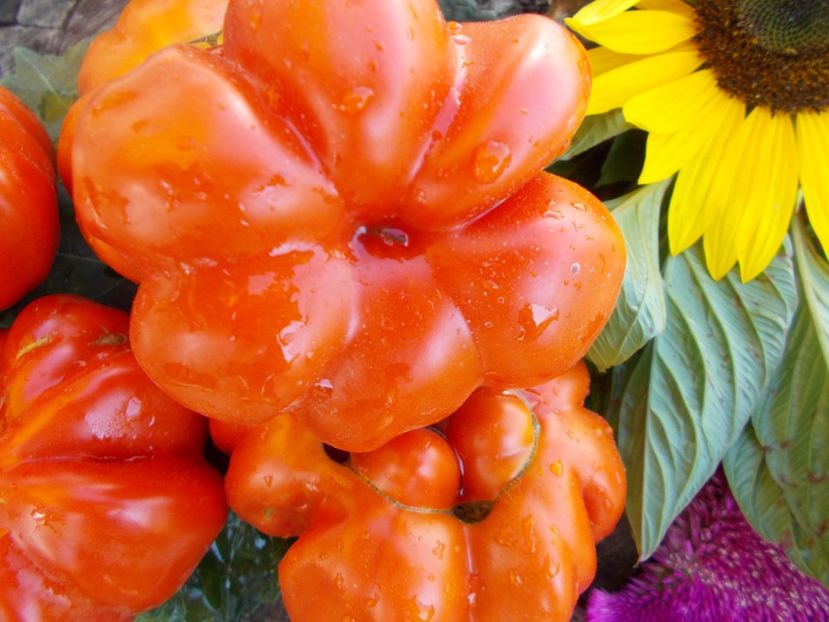  - SEMINTE ROSII - T 606 ACCORDEON ROUGE