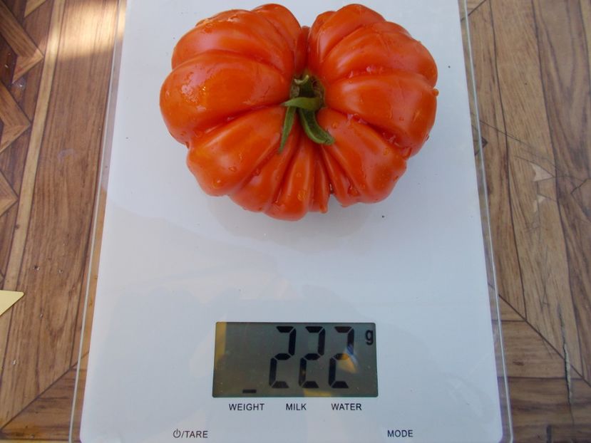  - SEMINTE ROSII - T 606 ACCORDEON ROUGE