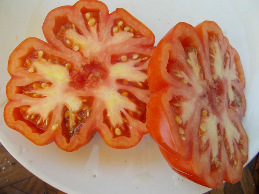  - SEMINTE ROSII - T 606 ACCORDEON ROUGE