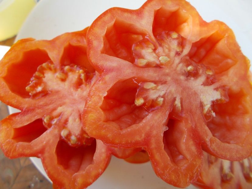  - SEMINTE ROSII - T 606 ACCORDEON ROUGE