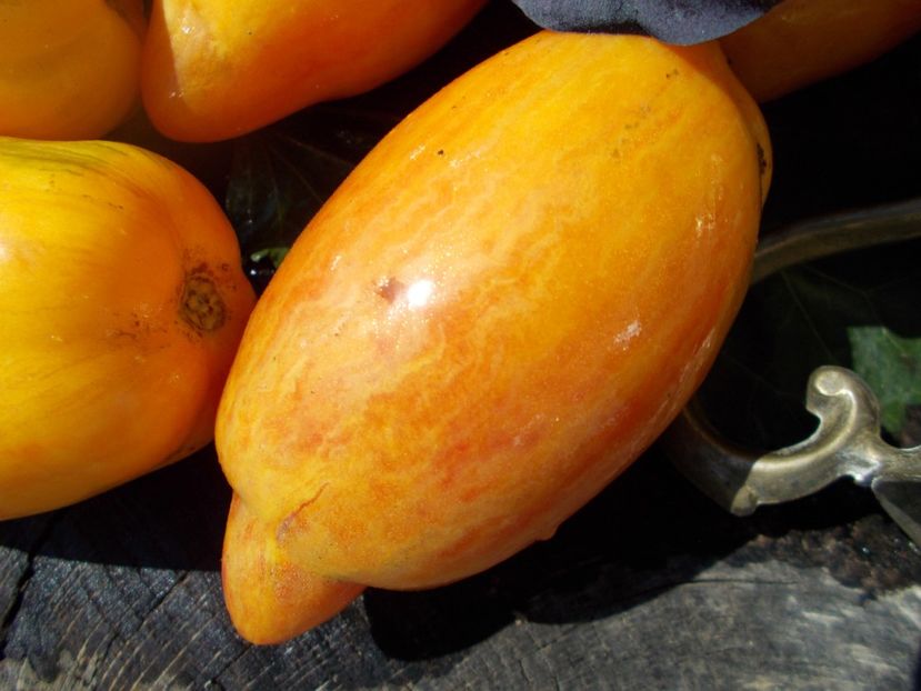  - SEMINTE ROSII - T 477 YELLOW FIRE - PHIL